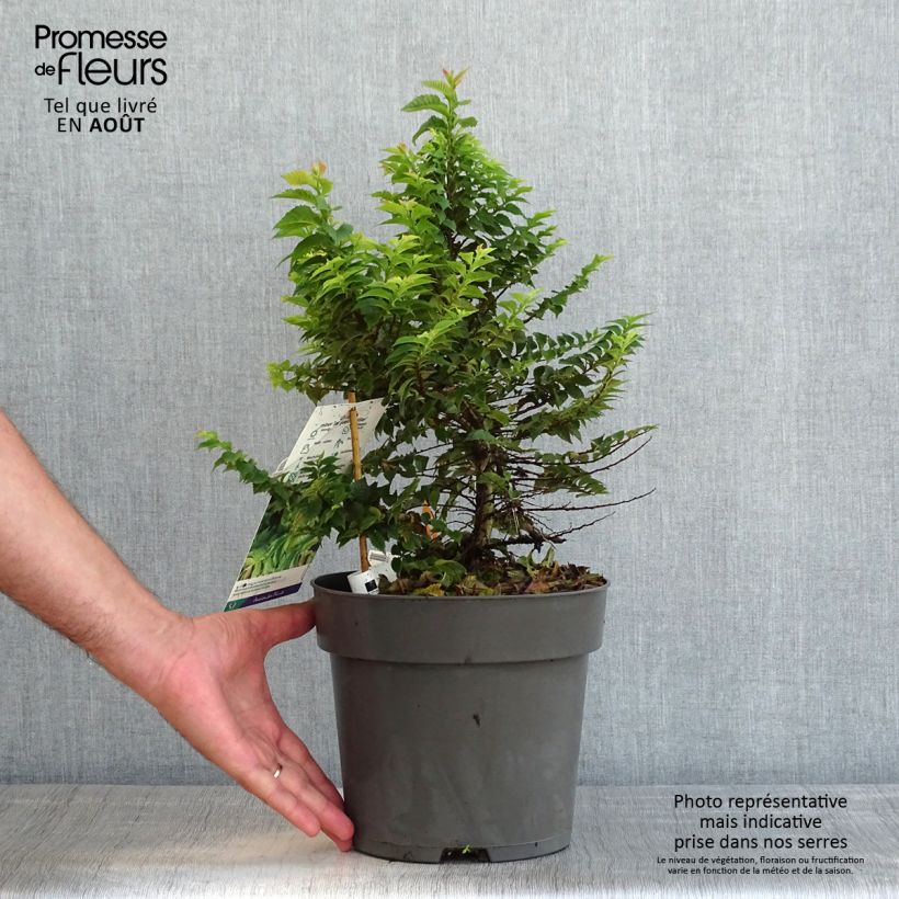 Ulmus hollandica Jacqueline Hillier - Elm 4L/5L pot sample as delivered in summer