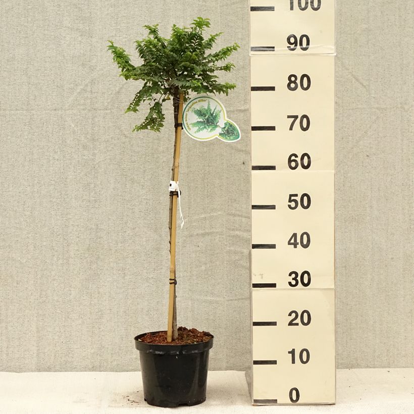 Ulmus hollandica Jacqueline Hillier - Elm 4L/5L pot sample as delivered in summer