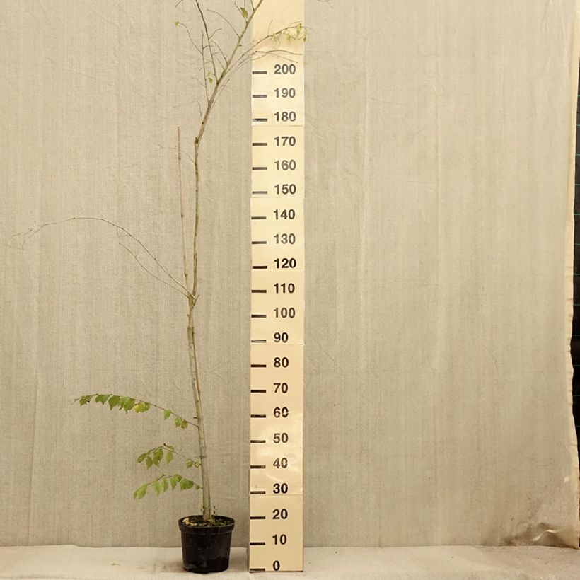 Ulmus minor Argenteovariegata - Elm 4L/5L pot sample as delivered in autumn