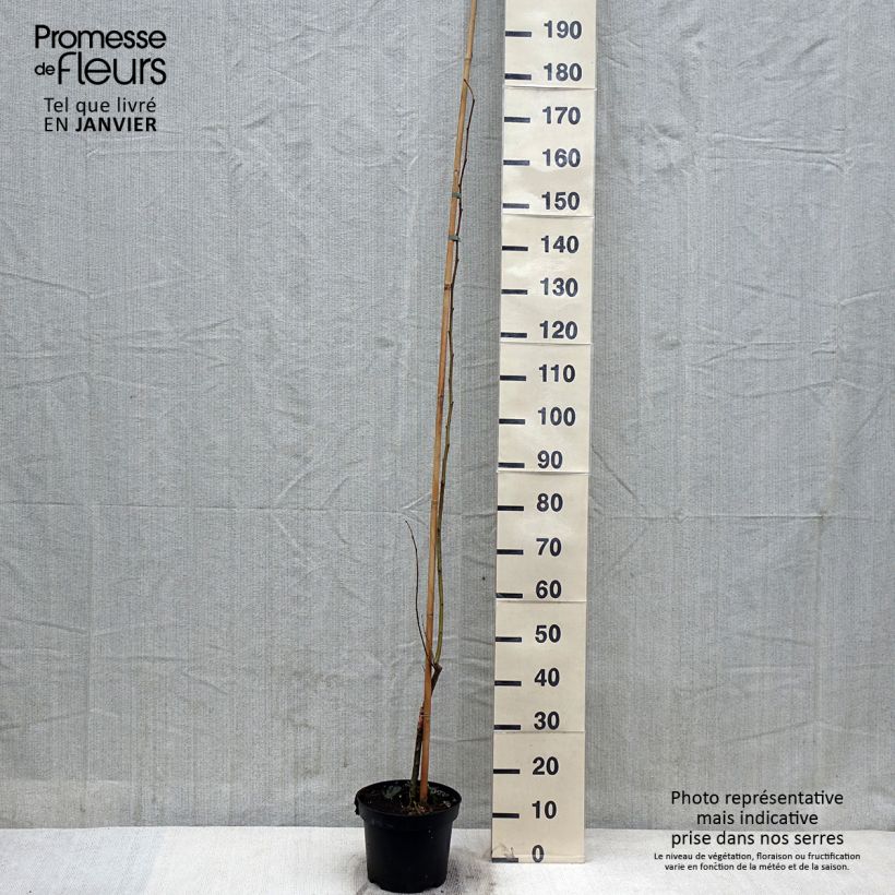 Ulmus minor Louis van Houtte - Elm 7.5L/10L pot sample as delivered in winter
