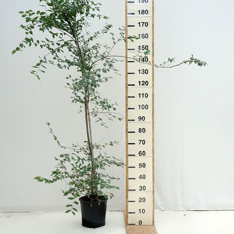 Ulmus minor - Elm 7.5L/10L pot sample as delivered in summer