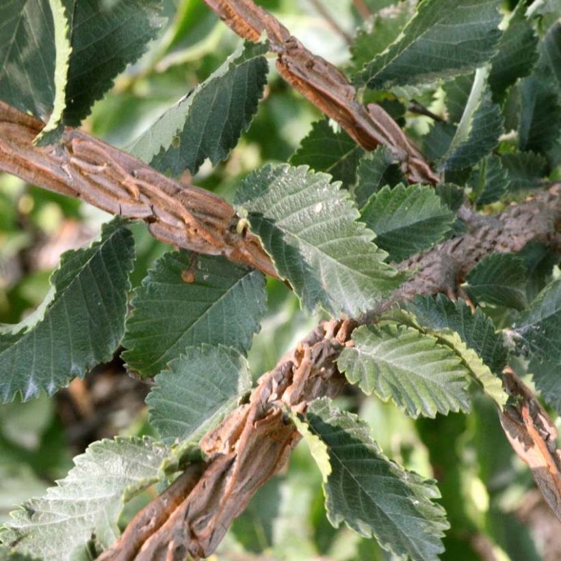 Ulmus minor suberosa  (Foliage)
