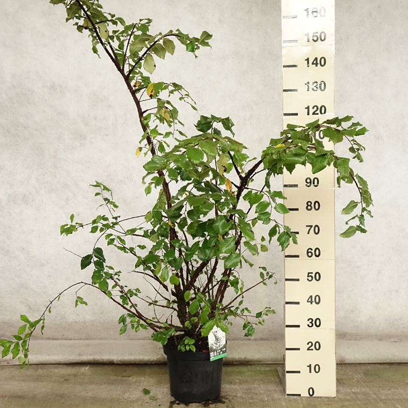 Ulmus minor suberosa  7.5L/10L pot sample as delivered in summer