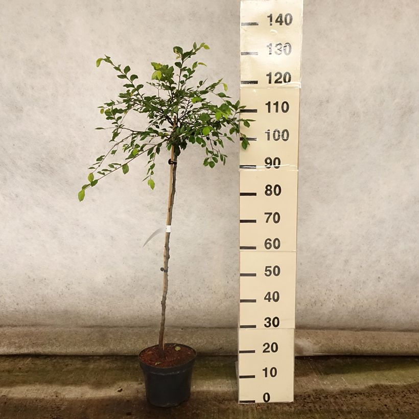 Ulmus parvifolia Geisha - Chinese Elm 4L/5L pot sample as delivered in summer