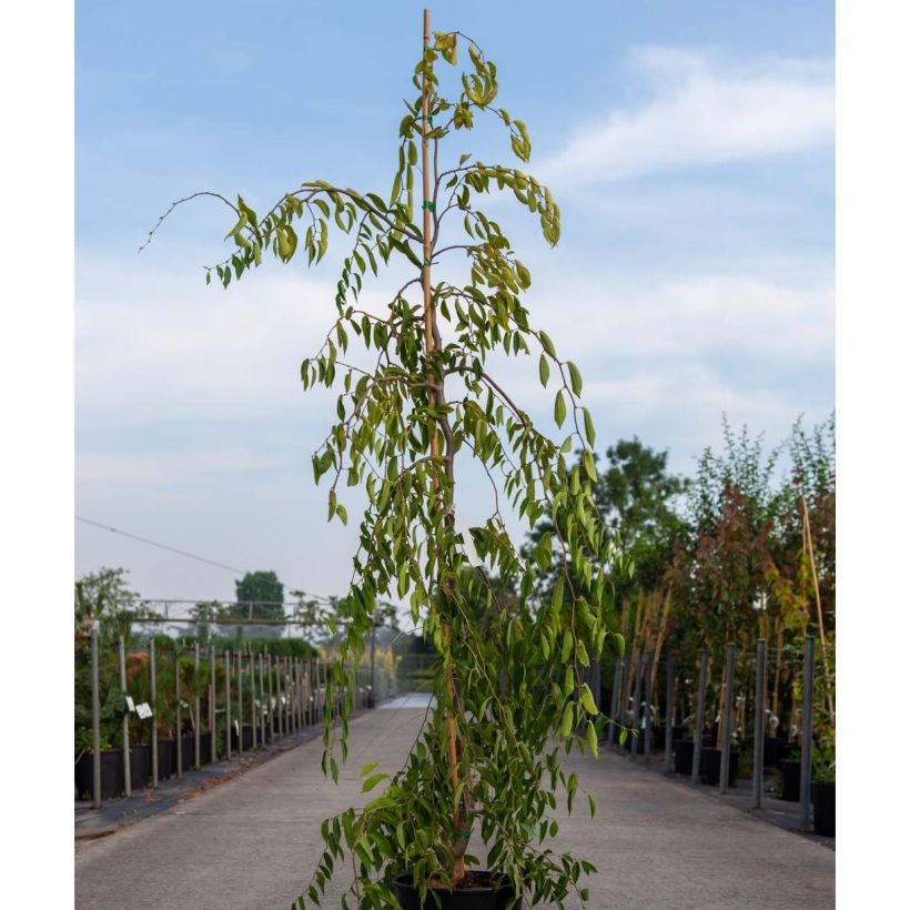 Ulmus glabra Pendula Mauro - Elm (Plant habit)