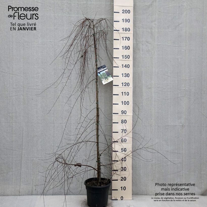 Ulmus pumila - Elm 7.5L/10L pot sample as delivered in winter