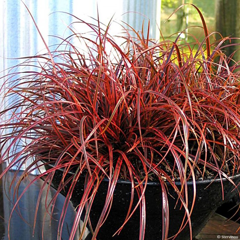 Uncinia rubra Everflame (Plant habit)