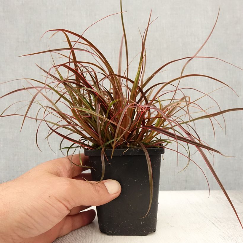 Uncinia rubra Everflame 8/9 cm pot sample as delivered in summer