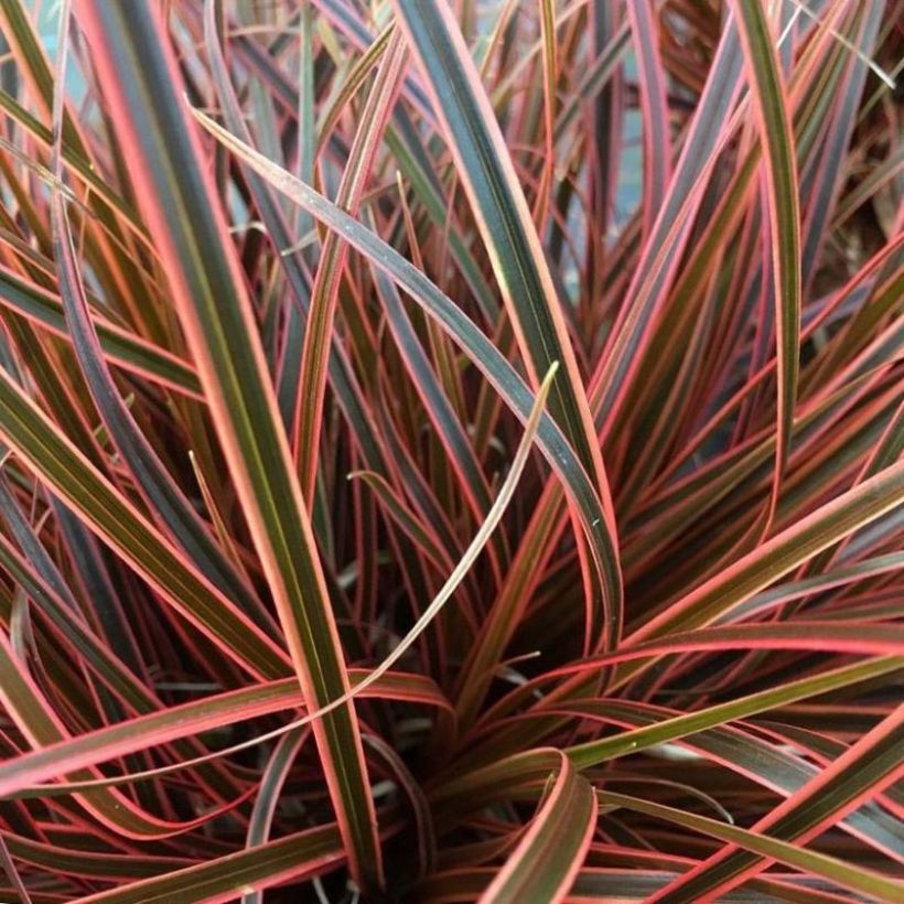 Uncinia rubra Everflame (Foliage)