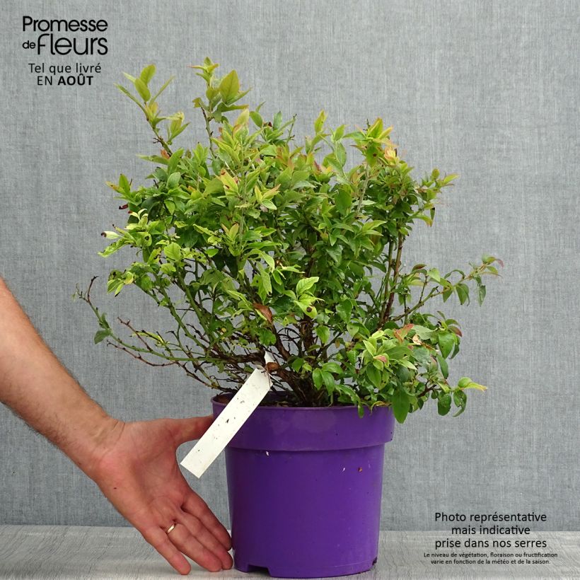Vaccinium Tophat - Blueberry 4L/5L pot, Bush sample as delivered in summer