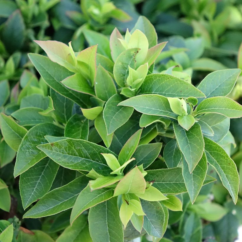 Vaccinium Tophat - Blueberry (Foliage)