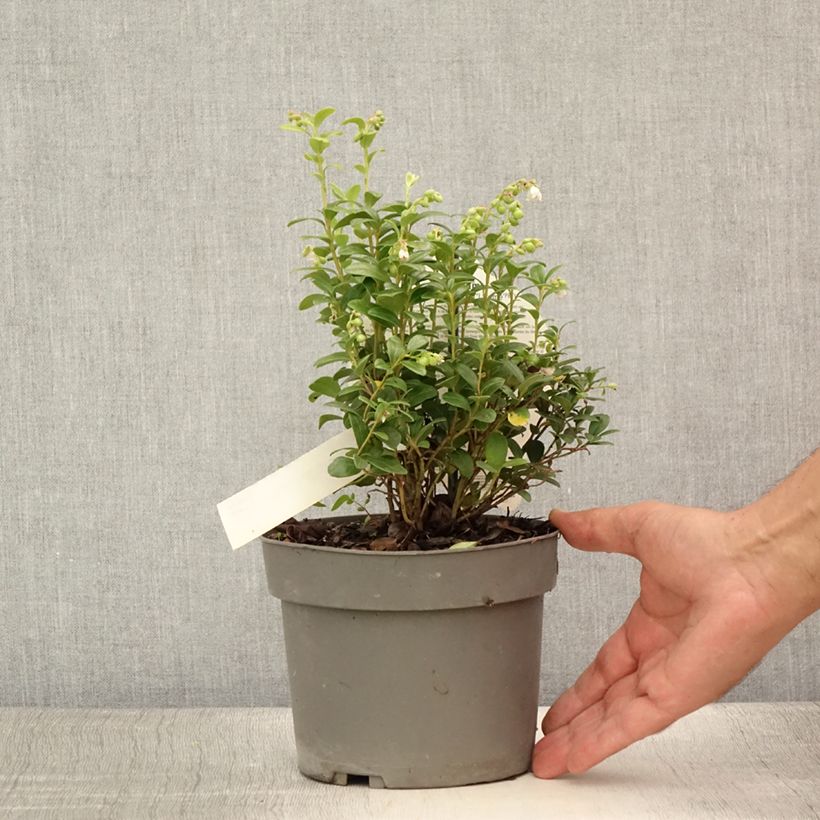Vaccinium vitis-idaea FIREBALLS Lirome 2L/3L pot sample as delivered in summer