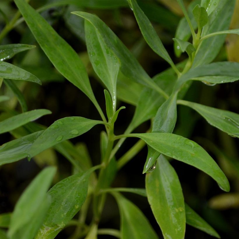 Centranthus ruber Albus (Foliage)