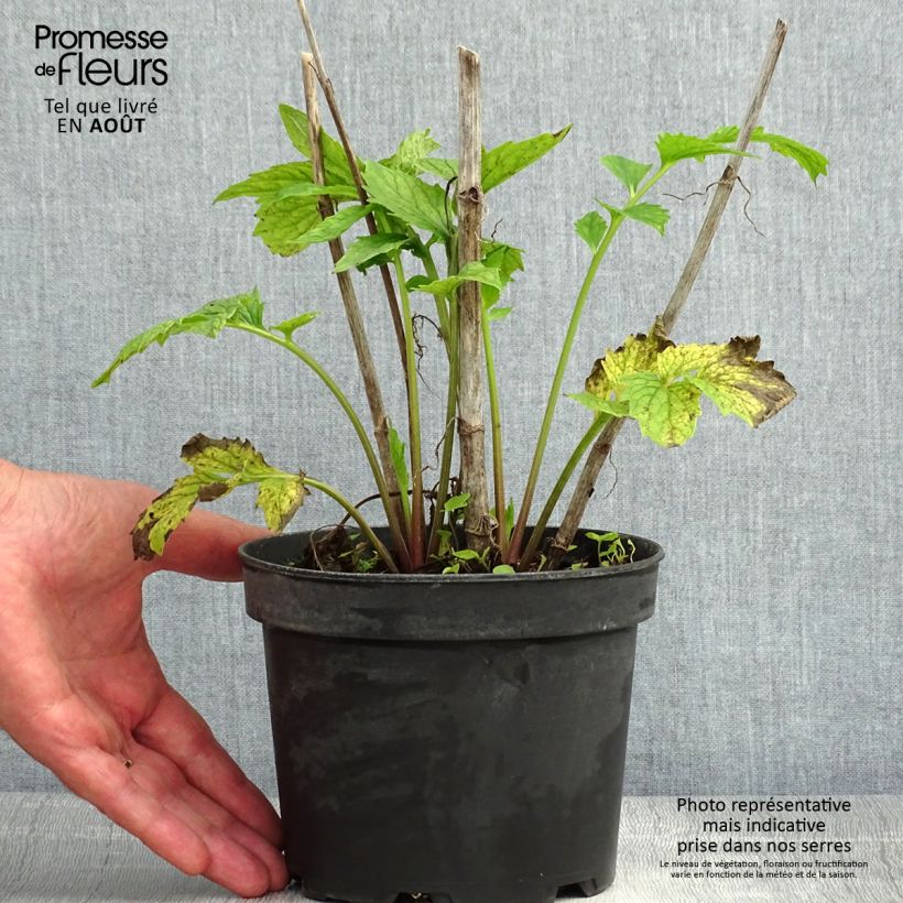 Valeriana officinalis 2L/3L pot sample as delivered in summer