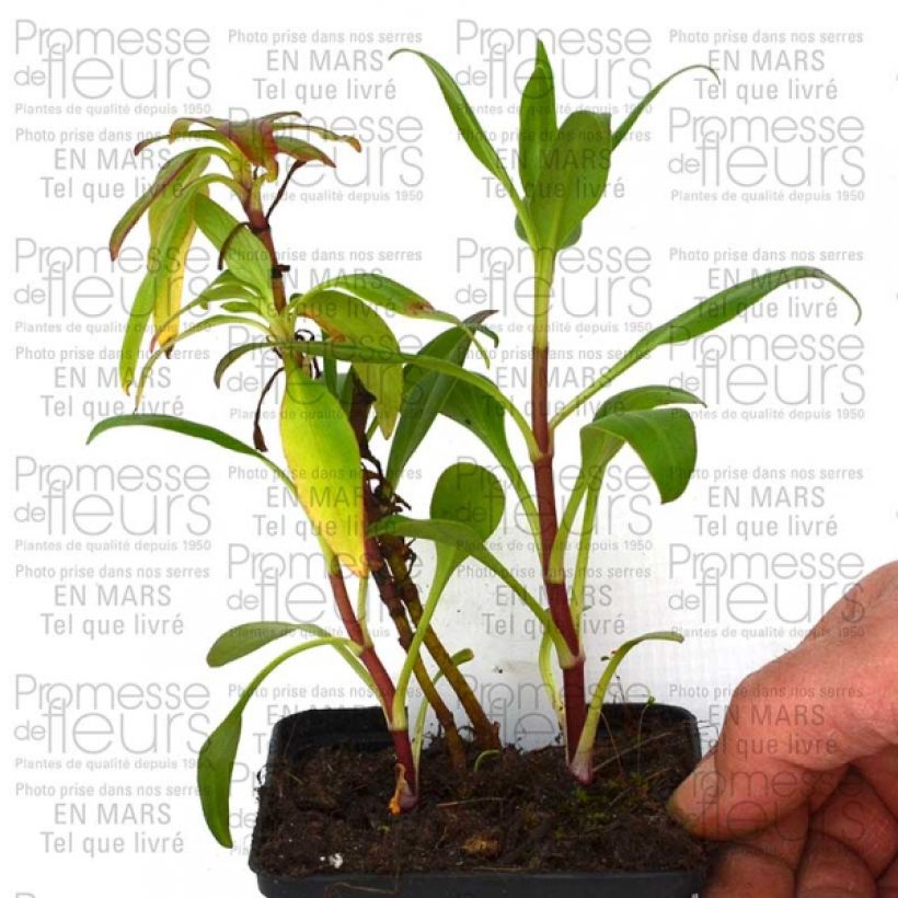Example of Centranthus ruber Kempenhof 8/9 cm pot specimen as delivered