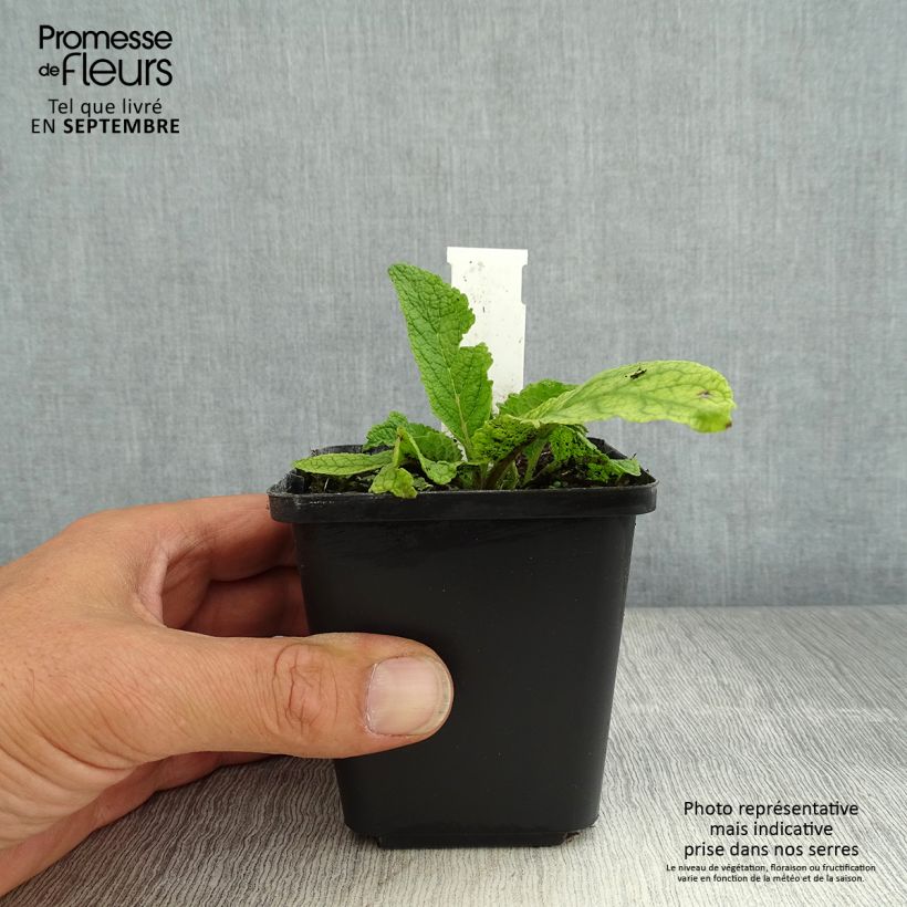 Verbascum chaixii Album - Mullein 8/9 cm pot sample as delivered in summer