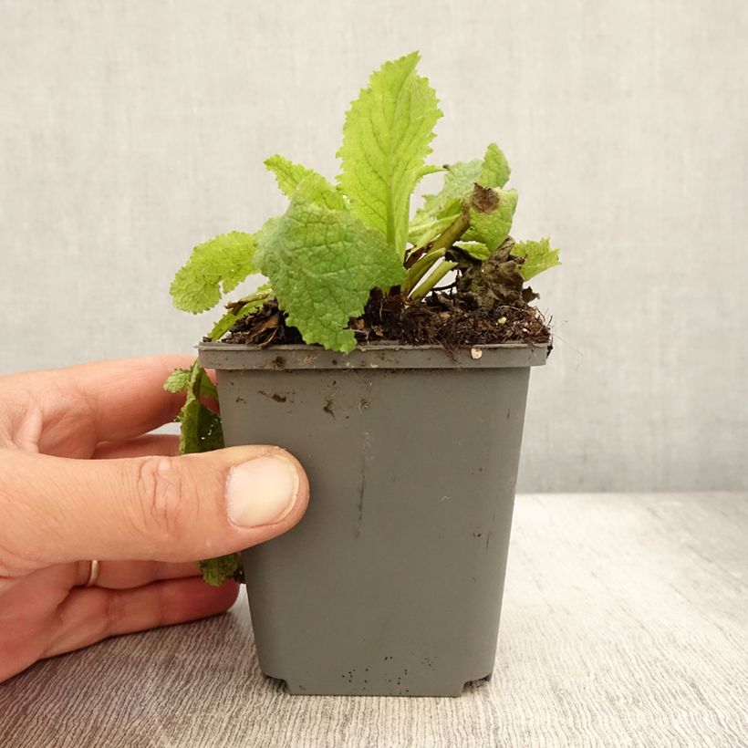 Verbascum Cotswold Queen - Mullein 8/9 cm pot sample as delivered in summer