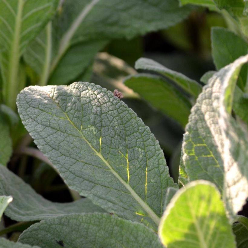 Verbascum Jackie - Mullein (Foliage)