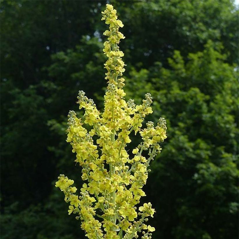 Verbascum olympicum - Olympian Mullein (Flowering)