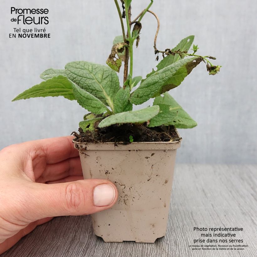 Verbascum Royalty - Mullein 8/9 cm pot sample as delivered in autumn