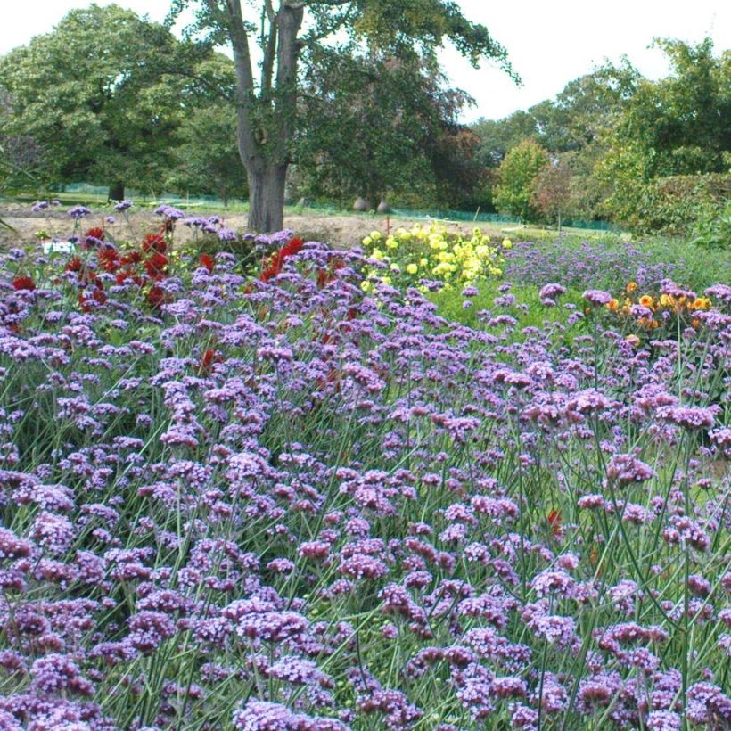 Verbena bonariensis - Purple Top (Flowering)