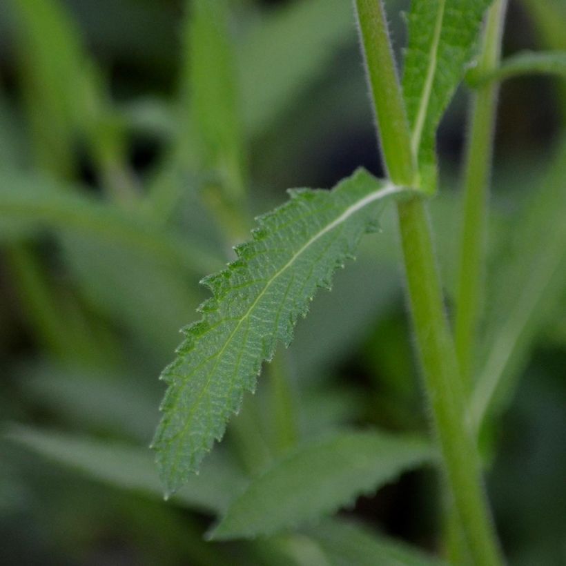 Verbena bonariensis - Purple Top (Foliage)