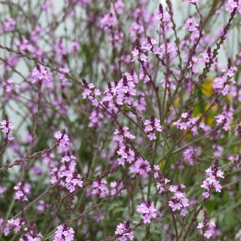 Verbena officinalis Bampton (Plant habit)