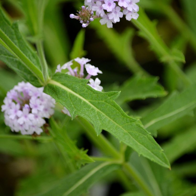 Verbena Polaris (Foliage)