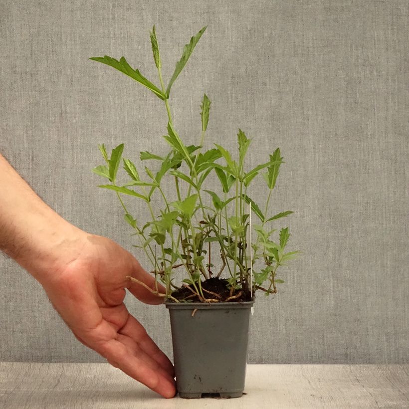 Verbena rigida Venosa 8/9 cm pot sample as delivered in summer