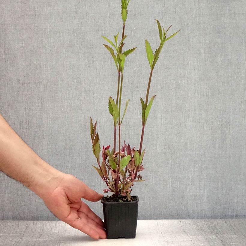 Verbena macdougalii Lavender Spires 8/9 cm pot sample as delivered in summer
