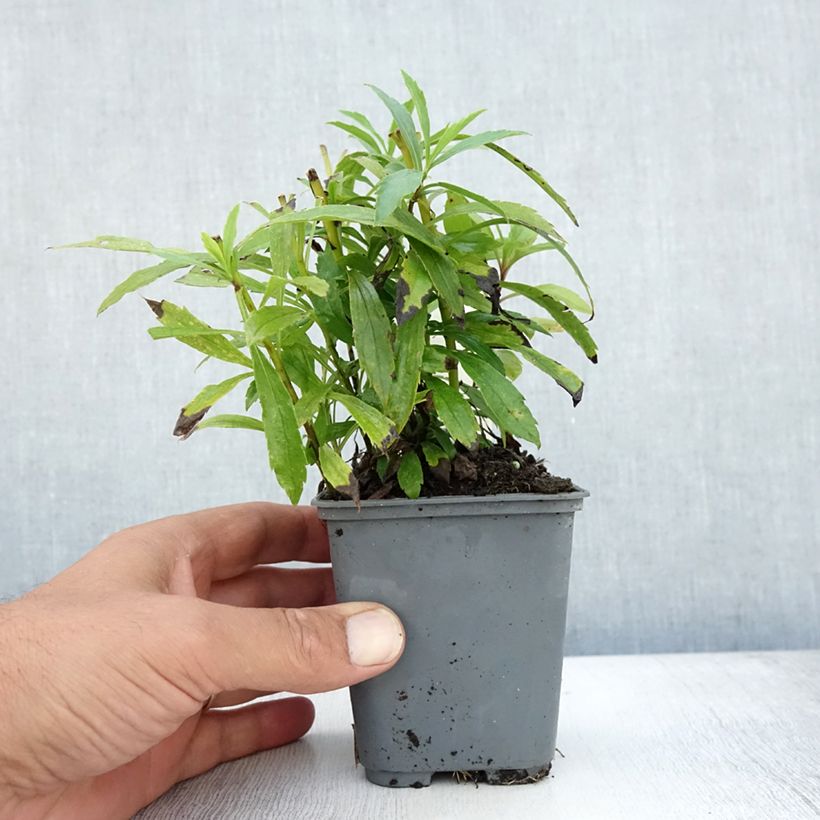 Solidago canadensis 7/8 cm pot sample as delivered in summer