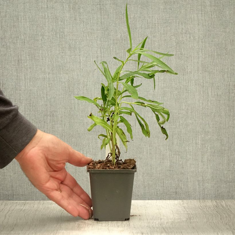Vernonia baldwinii - Ironweed 8/9 cm pot sample as delivered in summer