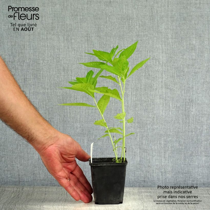 Vernonia crinita var. alba - Ironweed 8/9 cm pot sample as delivered in summer