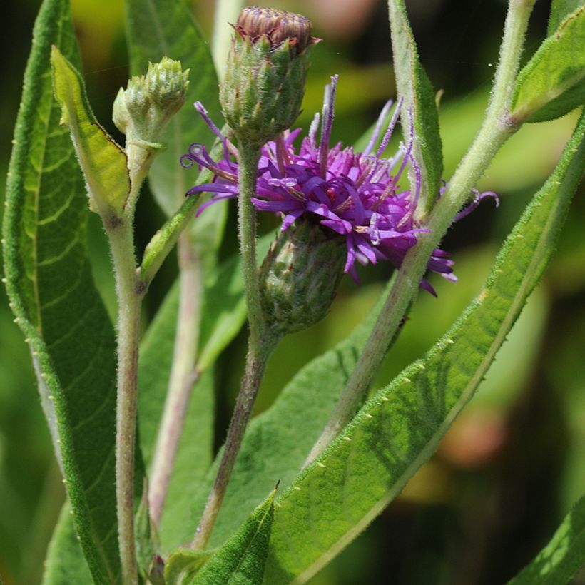 Vernonia gigantea - Ironweed (Foliage)