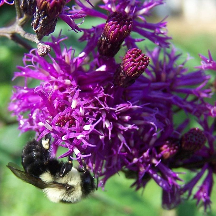 Vernonia gigantea - Ironweed (Flowering)