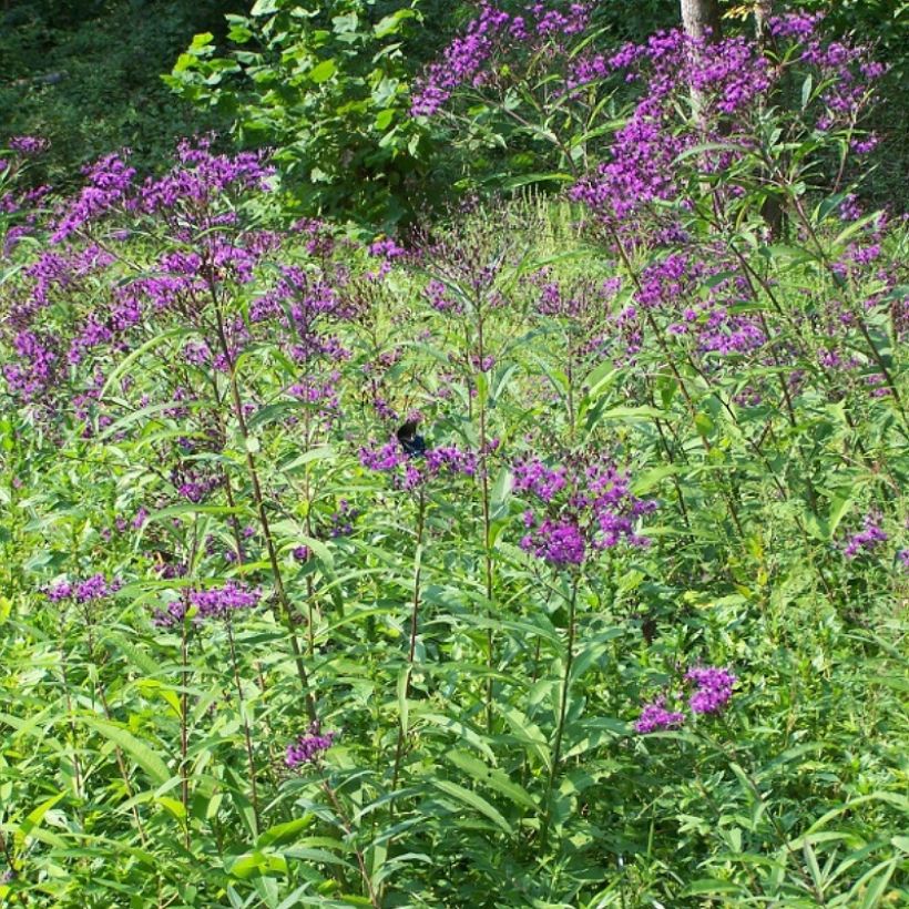 Vernonia gigantea - Ironweed (Plant habit)