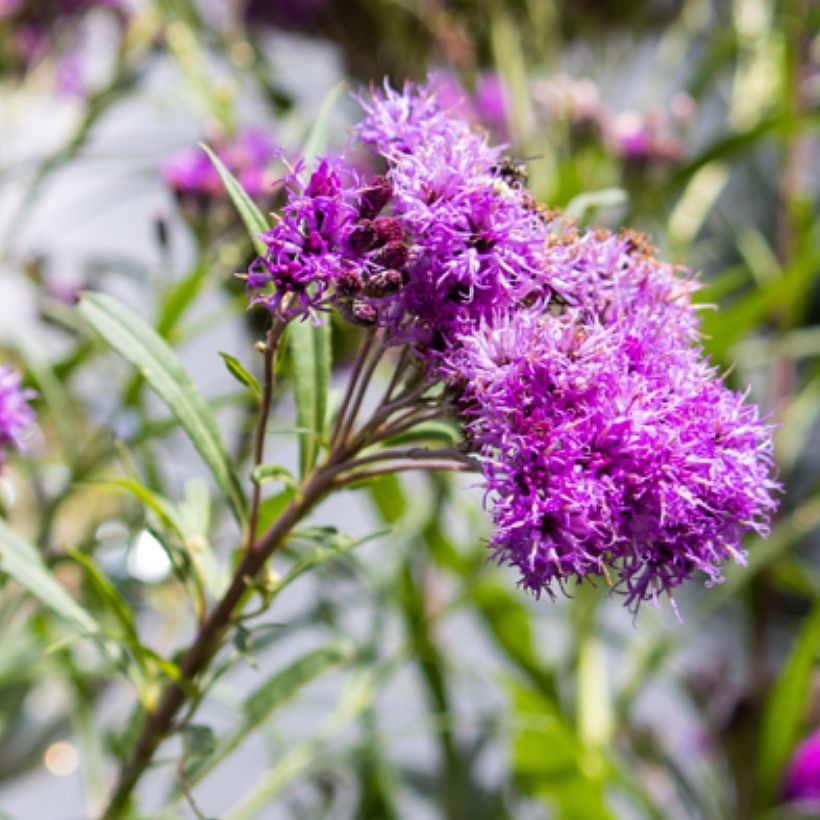 Vernonia lettermannii - Ironweed (Flowering)