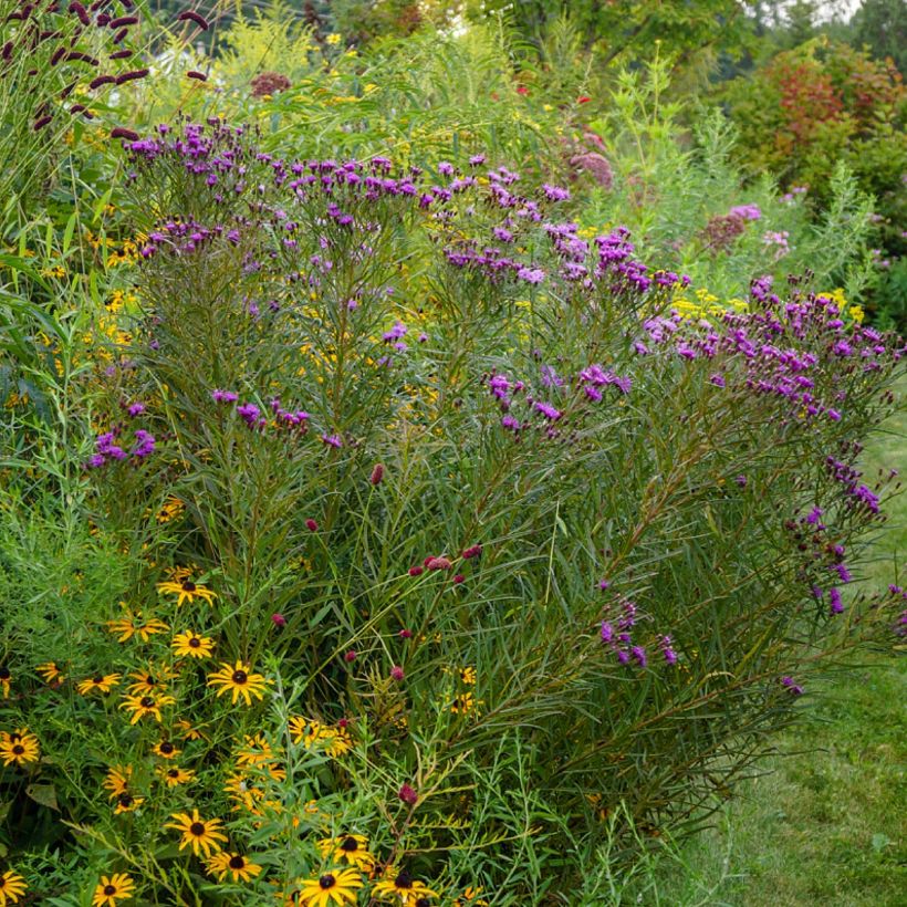 Vernonia lettermannii - Ironweed (Plant habit)