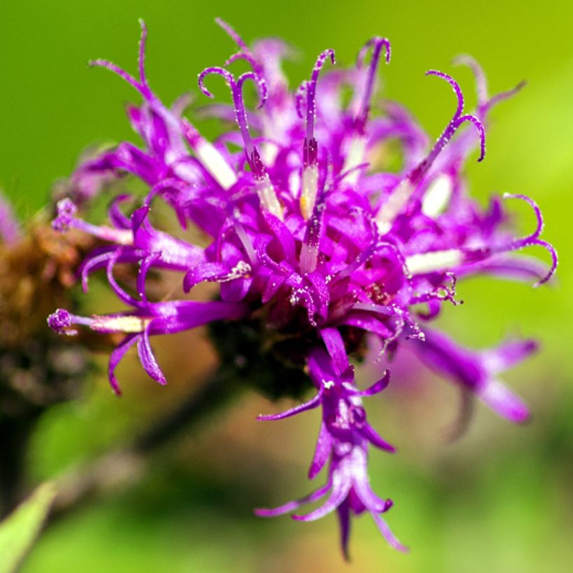 Vernonia missurica - Ironweed (Flowering)