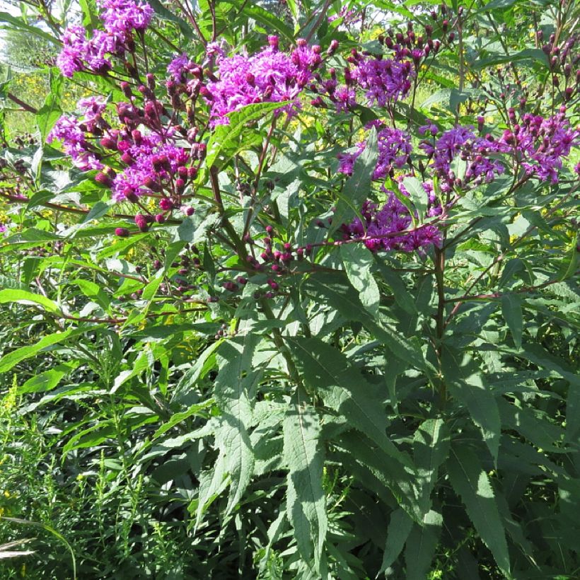 Vernonia missurica - Ironweed (Plant habit)