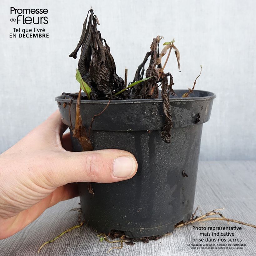 Vernonia noveboracensis White Lightning - Ironweed 2L/3L pot sample as delivered in autumn
