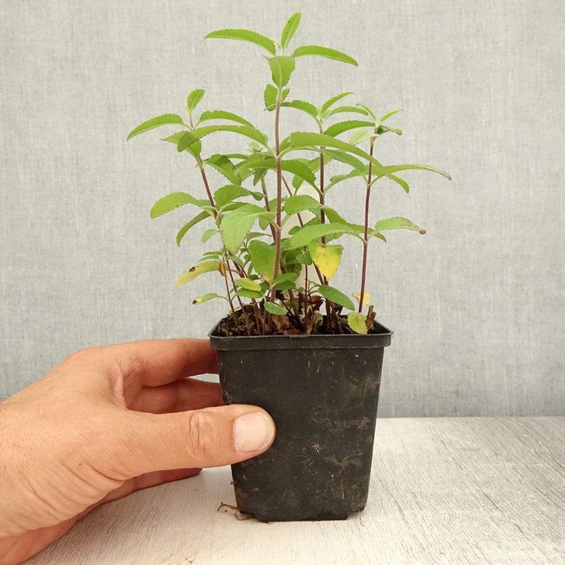 Veronica longifolia Candied Candle - Véronique à longues feuilles Godet de 8/9 cm sample as delivered in summer