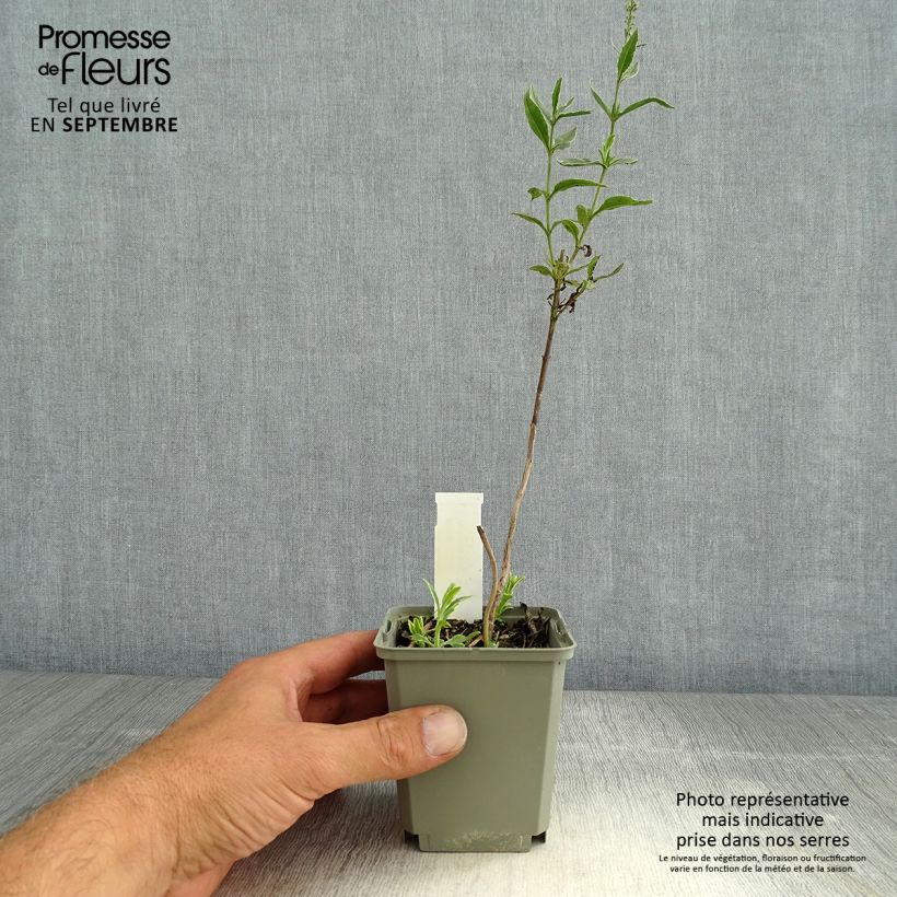 Veronica longifolia Charlotte 8/9 cm pot sample as delivered in summer