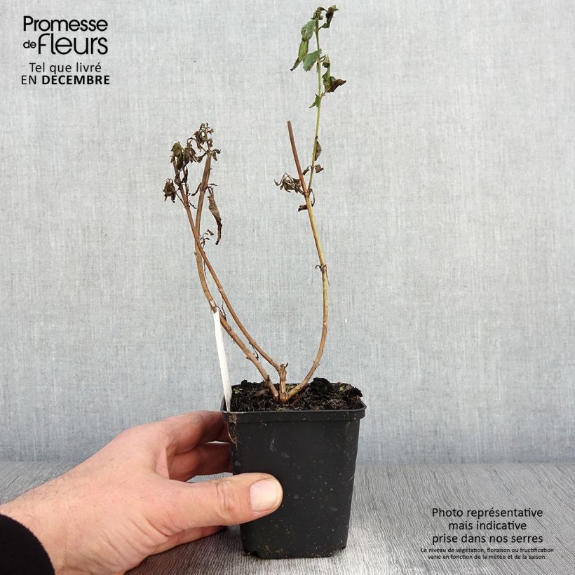 Veronica longifolia First Lady 8/9 cm pot sample as delivered in autumn