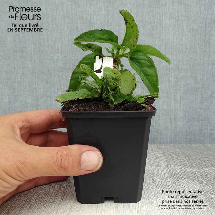 Veronica longifolia Pink Damask 8/9 cm pot sample as delivered in summer