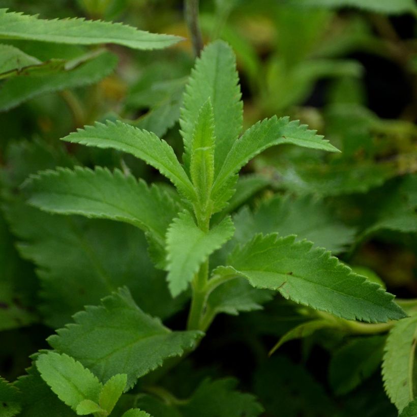 Veronica longifolia (Foliage)