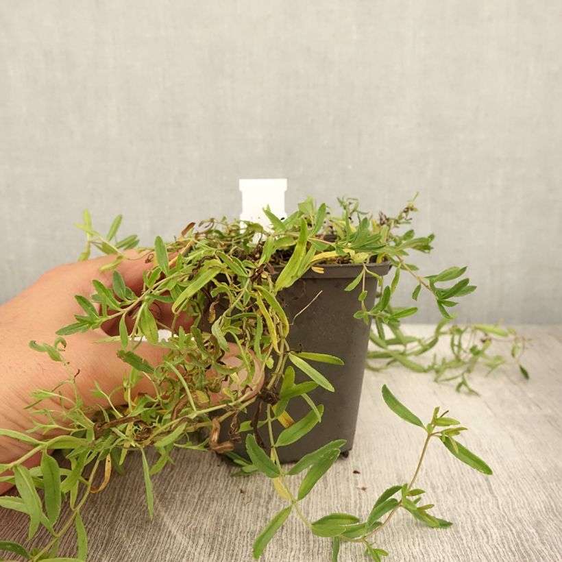 Veronica prostrata Alba 8/9 cm pot sample as delivered in summer