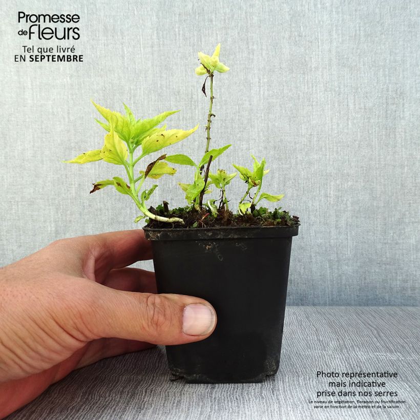 Veronica spicata Alba 8/9 cm pot sample as delivered in summer