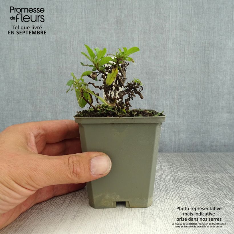 Veronica spicata Erika 8/9 cm pot sample as delivered in summer