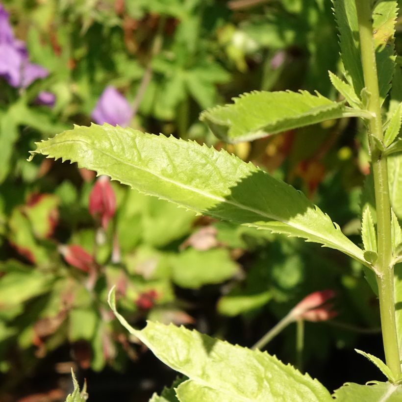 Veronica spicata Icicle (Foliage)